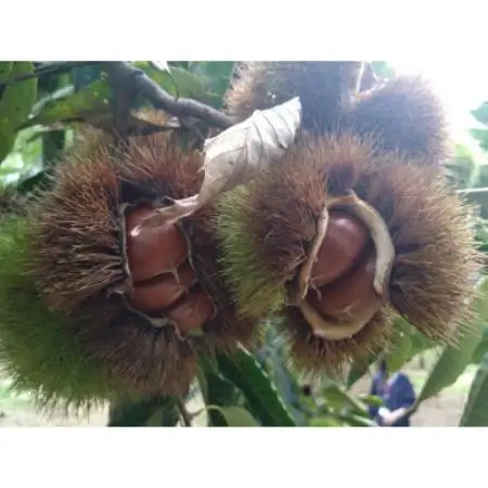 生産者直送 茨城県産 海老澤農園の氷温熟成栗5kg 生栗 大玉 薬剤不使用【配送不可地域：離島・沖縄県】【1745648】