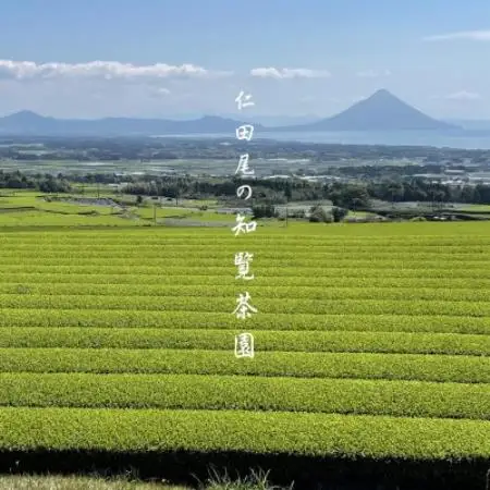 【自宅用】知覧茶園のティーバッグ 「粉茶」5袋セット【1748678】
