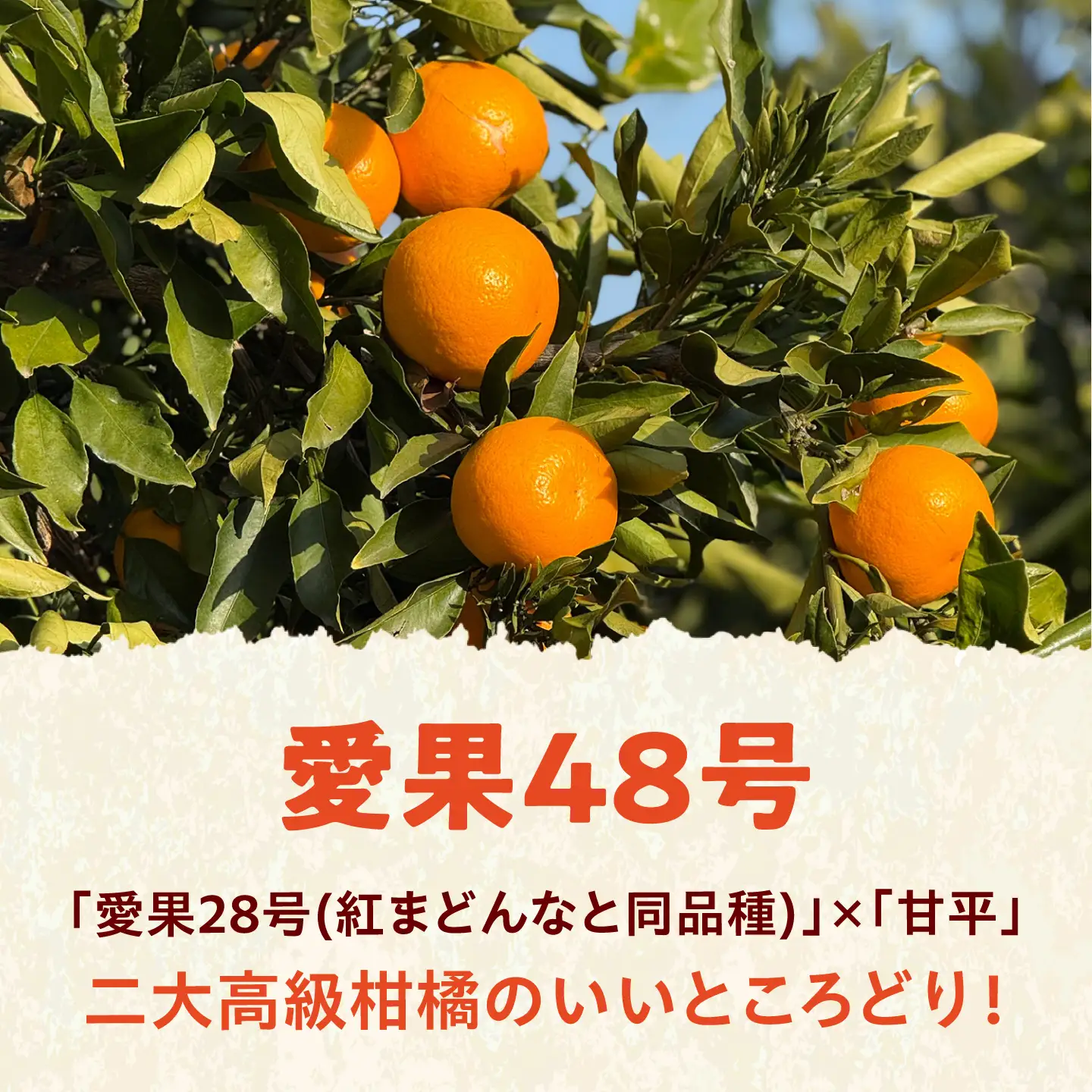 みかん 訳あり 愛果48号 約10kg サイズ不揃い【3月中旬から4月下旬まで順次発送】/ フルーツ 果物 蜜柑 ミカン オレンジ 訳あり 訳アリ 小玉 甘い 先行予約 10kg 愛媛 / 愛媛県砥部町/えひめ農園組合[BJAZ014]