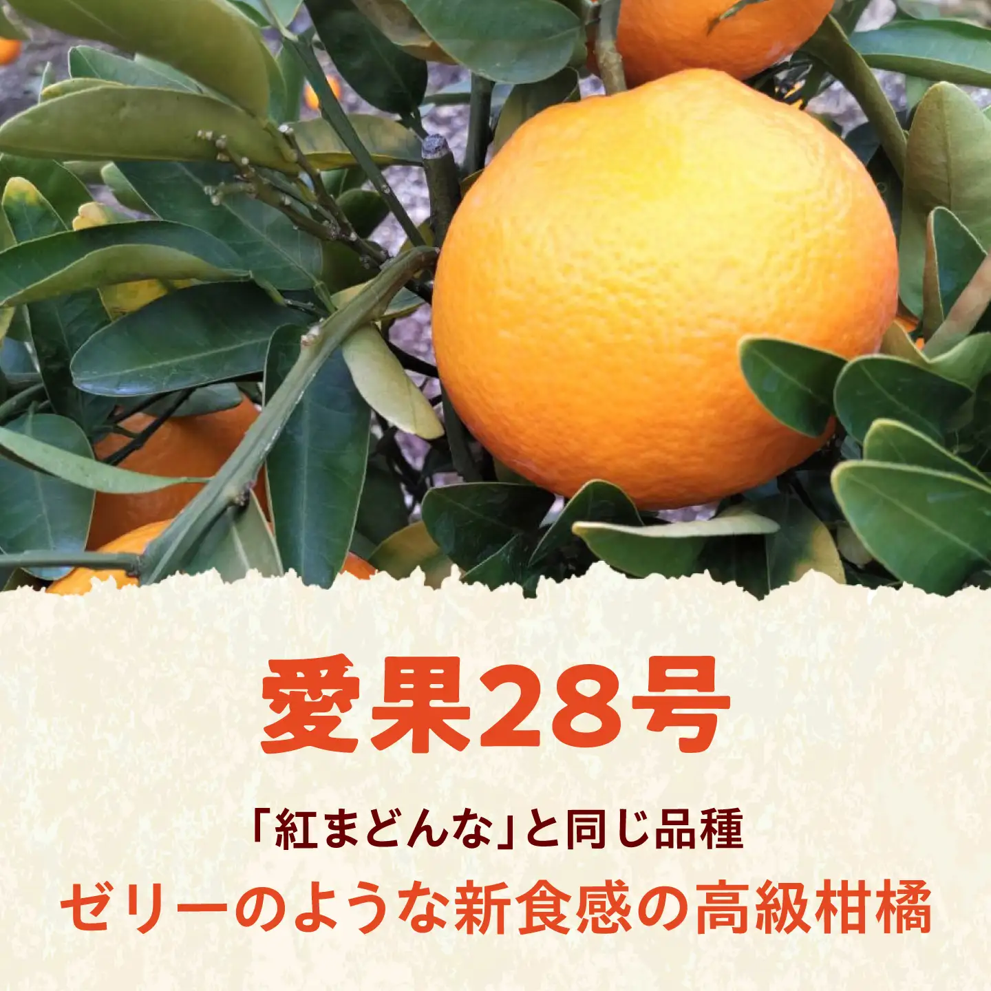 みかん 訳あり 愛果28号 約10kg サイズ不揃い【12月中旬から翌年1月中旬まで順次発送】 / フルーツ 果物 蜜柑 ミカン オレンジ 訳あり 訳アリ 小玉 甘い 先行予約 10kg 愛媛 / 愛媛県砥部町/えひめ農園組合[BJAZ017]