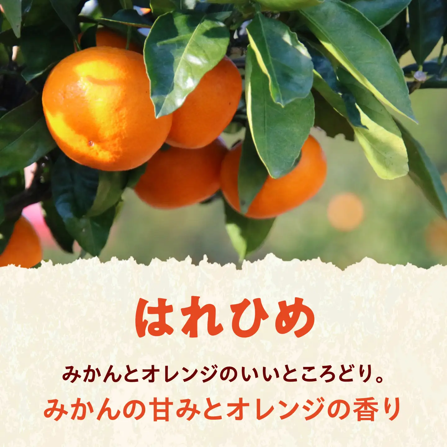 みかん 訳あり はれひめ 約1kg サイズ不揃い【12月上旬から翌年1月上旬まで順次発送】 / フルーツ 果物 蜜柑 ミカン オレンジ 訳あり 訳アリ 小玉 甘い 先行予約 1kg 愛媛 / 愛媛県砥部町/えひめ農園組合[BJAZ018]