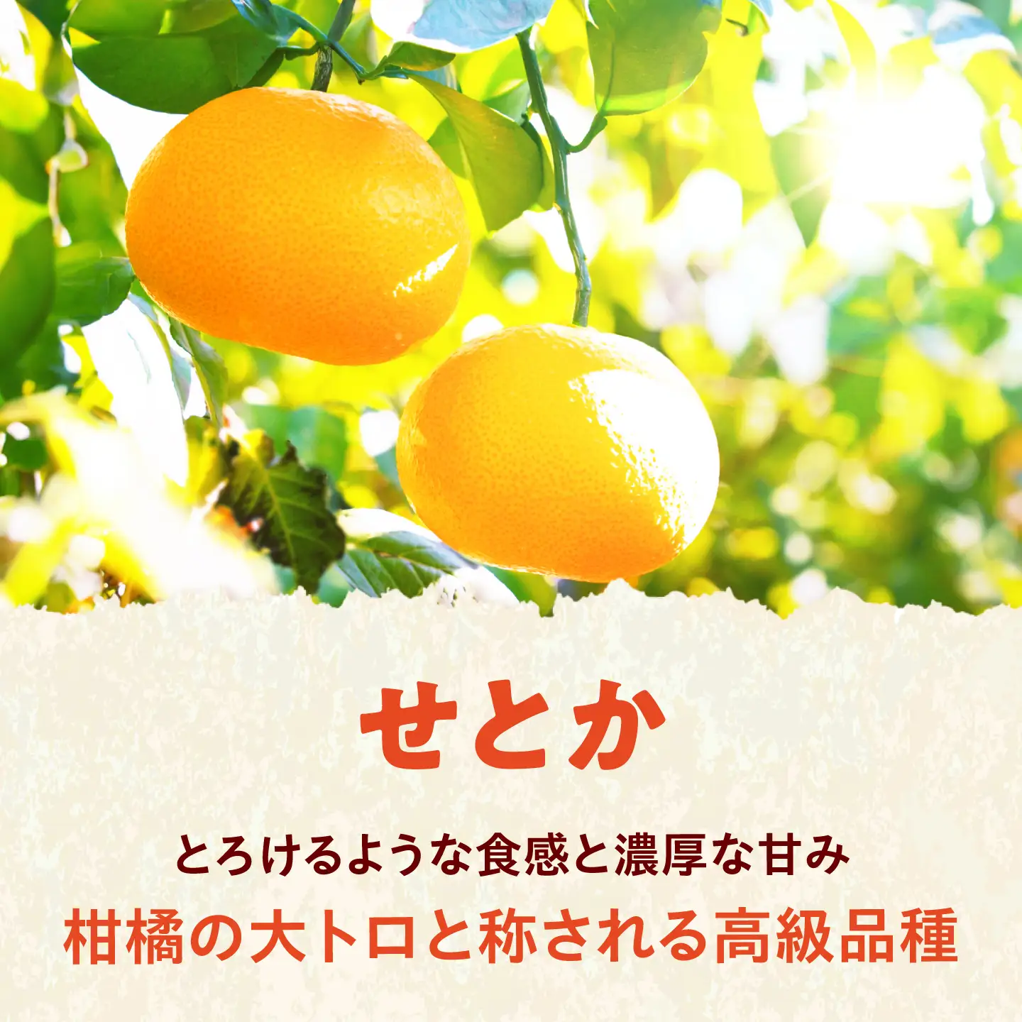みかん 訳あり せとか 約5kg サイズ不揃い【2月下旬から3月下旬まで順次発送】 / フルーツ 果物 蜜柑 ミカン オレンジ 訳あり 訳アリ 小玉 甘い 先行予約 5kg 愛媛 / 愛媛県砥部町/えひめ農園組合[BJAZ022]