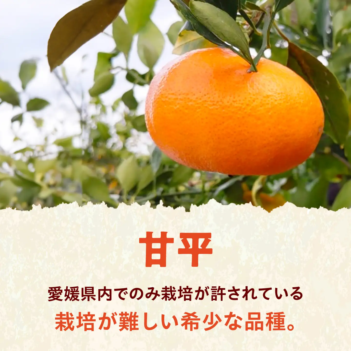 みかん 訳あり 甘平 サイズ不揃い 約10kg【1月上旬から2月下旬まで順次発送】/ フルーツ 果物 蜜柑 ミカン オレンジ 訳あり 訳アリ 小玉 甘い 先行予約 10kg 愛媛 / 愛媛県砥部町/えひめ農園組合[BJAZ026]