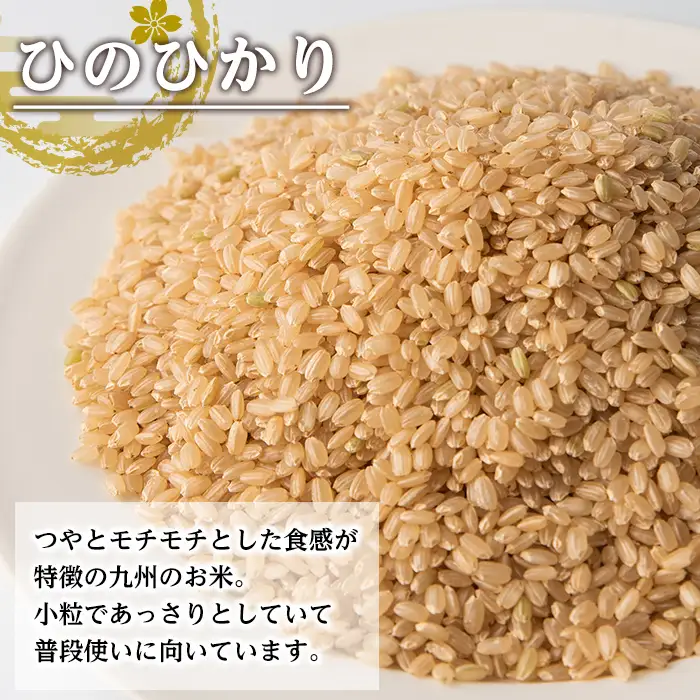 i504-k 【敬老の日ギフト】鹿児島県出水市産ひのひかり＜玄米＞(3kg×2袋・計6kg) 米 玄米 ヒノヒカリ 自家脱穀 自家精米 発送直前 精米 ごはん お米マイスター 厳選 ギフト プレゼント 贈答 敬老の日 【田上商店】