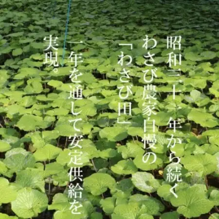 【生産者直送】宮守特産わさび 真妻(生) 200g(3～4本)【おろし金付き】岩手県 遠野市 葵食品【配送不可地域：離島】【1332087】