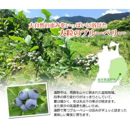 ブルーベリーパウダー5個セット【1334443】