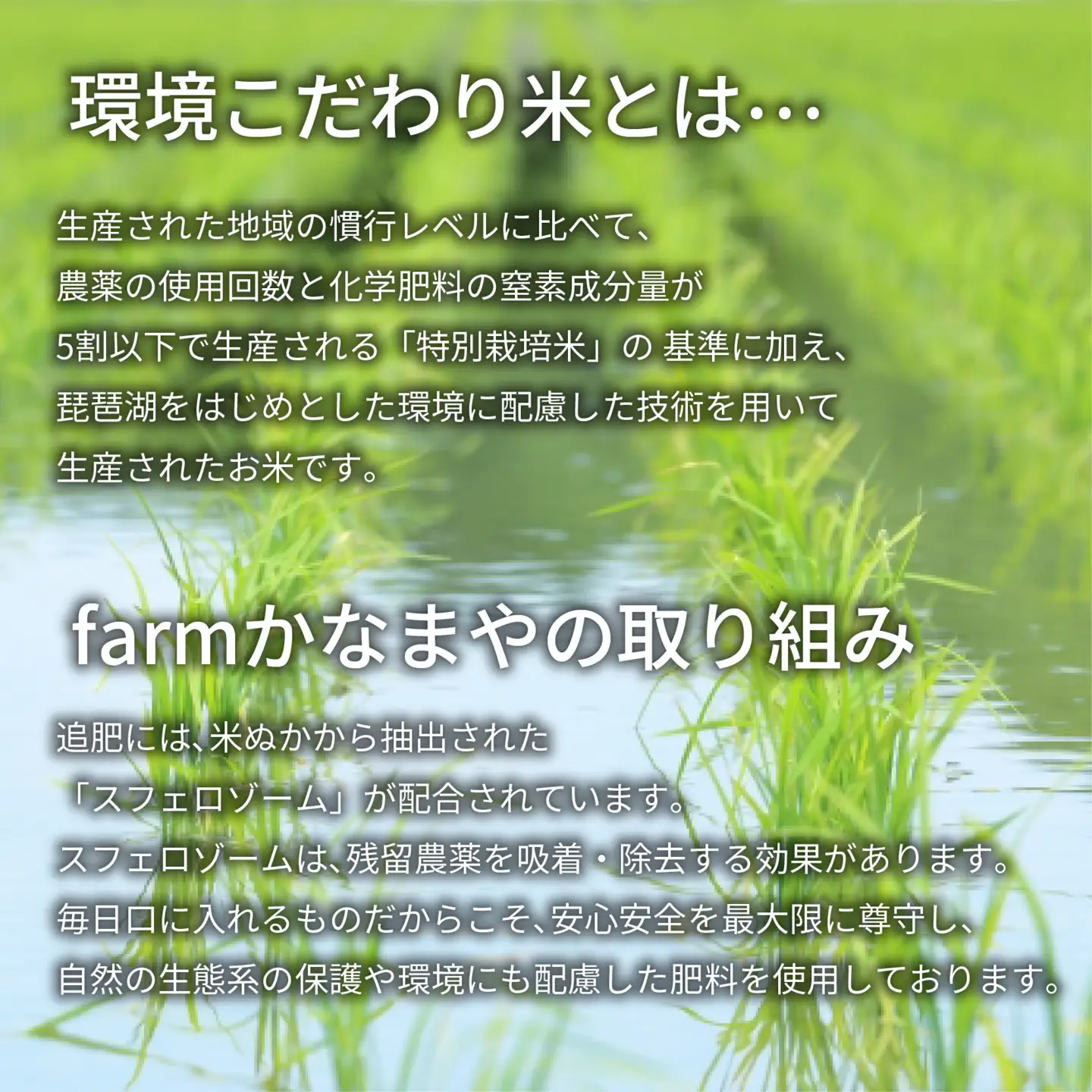  3回定期便 令和7年 ミルキークイーン 白米 5kg × 3回 