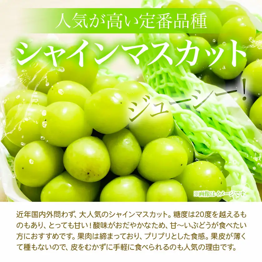 シャインマスカット 3kg (4-6房) 水代果樹園《8月中旬-9月下旬頃出荷》 果物 マスカット シャインマスカット 葡萄 ぶどう