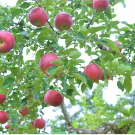 りんご 紅いわて 5kg 松陽園 樹上 完熟 農家直送 岩手県 遠野市 先行予約【配送不可地域：離島】【1537041】