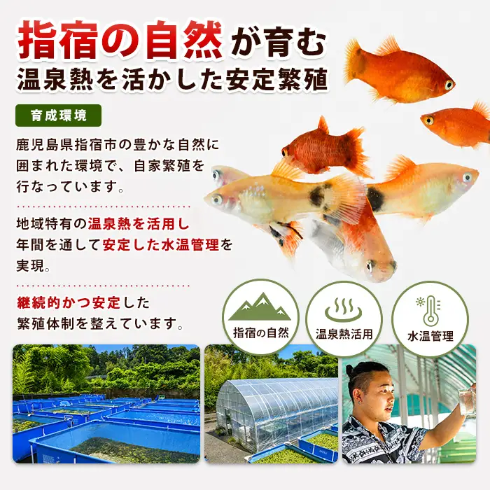 【10営業日以内に発送】自家繁殖ミックスチェリーシュリンプ20匹＋マツモ付き (アクアファームはくと/IB167-001)