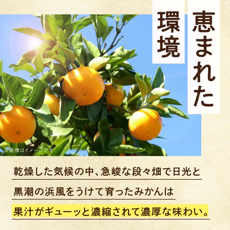 【2026年先行予約】家庭用 完熟有田みかん約2.5kg+250g（傷み補償分）【わけあり・訳あり】【光センサー選果】_ZH7127