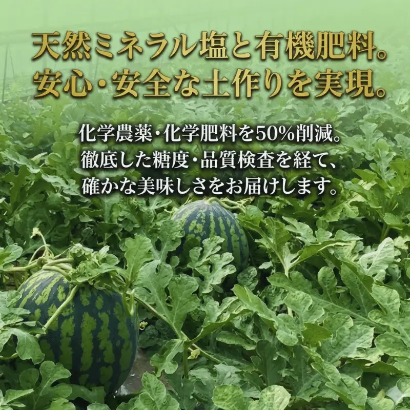 福賀 すいか 超天 13kg 圧巻の超大玉＆シャリシャリ食感 高糖度 山口県 阿武町産 1個（希少1株1玉栽培） 産地直送 【2026年7月上旬～8月中旬順次発送】