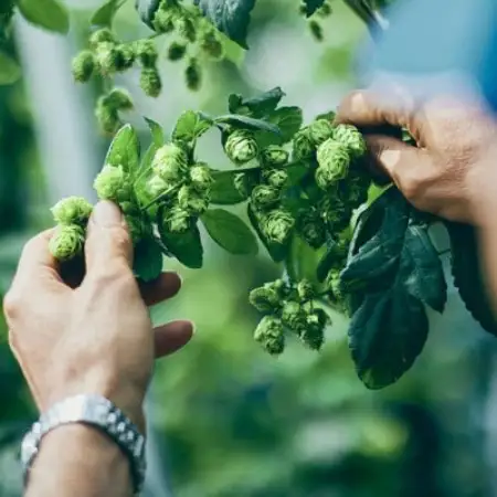 クラフトビール GOOD HOPS おまかせ 飲み比べ 12本 セット 缶ビール 詰め合わせ【配送不可地域：離島】【1702992】
