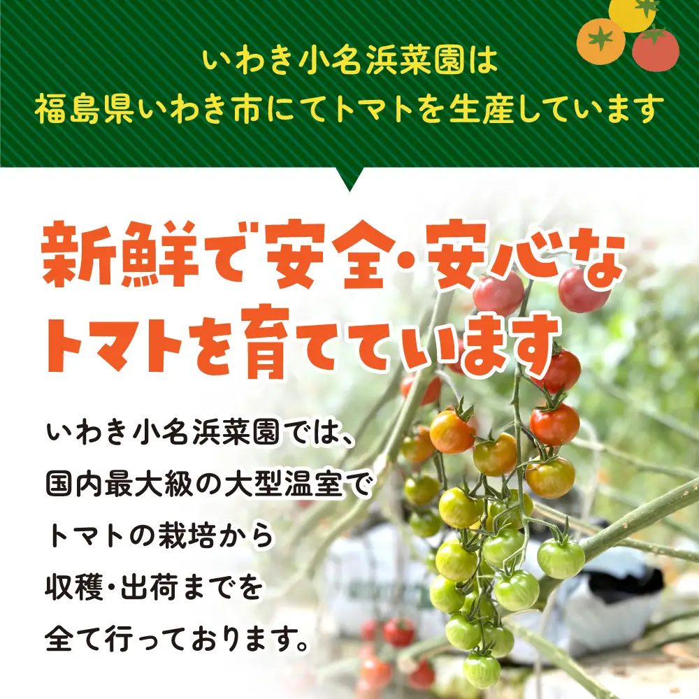 【1月～8月】訳あり 中玉 トマト 3.5kg 2箱 トマト