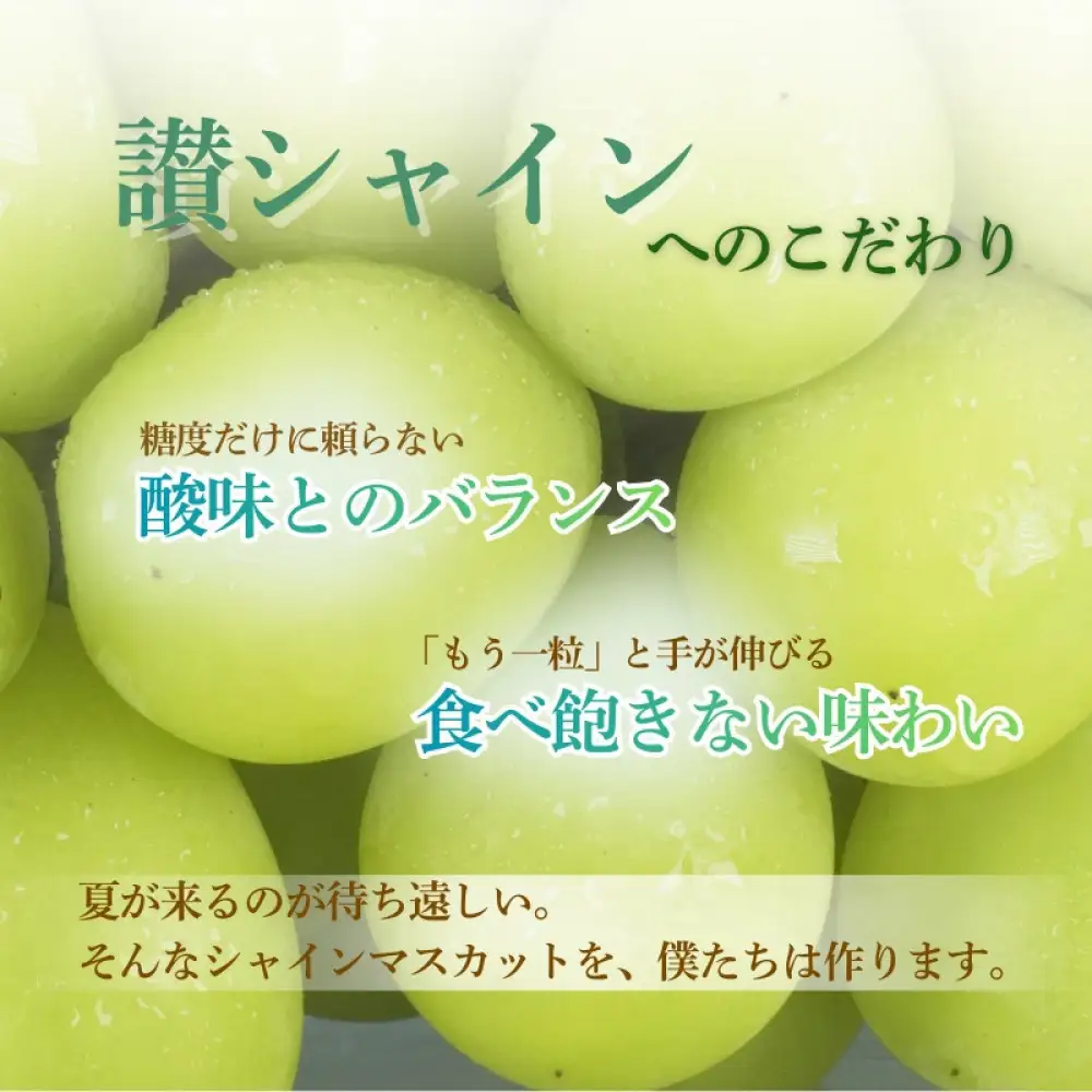 香川産 シャインマスカット「讃シャイン」３～５房（2kg以上）