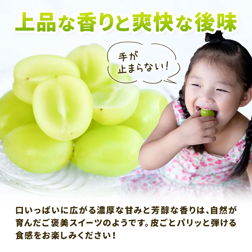 シャインマスカット 1.5kg 株式会社エフビーネット《8月中旬-9月上旬頃出荷》熊本県 菊池市 ぶどう ブドウ マスカット 果物 フルーツ デザート ギフト ご贈答 熊本県産