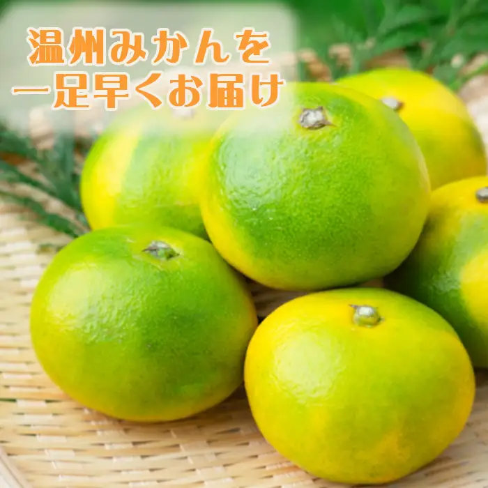 【鴨川の柑橘】じゅわっと甘い 極早生 温州みかん『ゆら早生』５kg 《数量限定》《先行予約》《11月発送》みかん 早生みかん 国産 産地直送 甘い 果汁 薄皮 小粒 濃厚 初物 旬 フルーツ 果物 鴨川 千葉県 鴨川市[古泉農園][0012-0089]