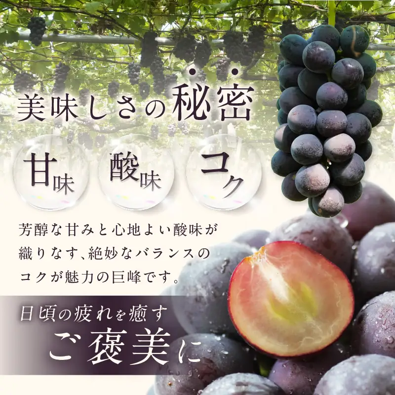 【先行予約】【2026年8月発送】東浦町産 種なし巨峰（約1kg）