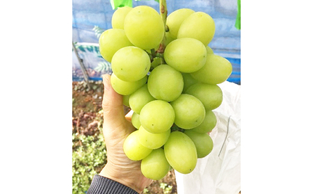 シャインマスカット 約2kg 3房～5房 YANAGISAWA ぶどう 長野 マスカット ブドウ フルーツ 果物 シャイン【 果物類 】 葡萄 約2.0kg 