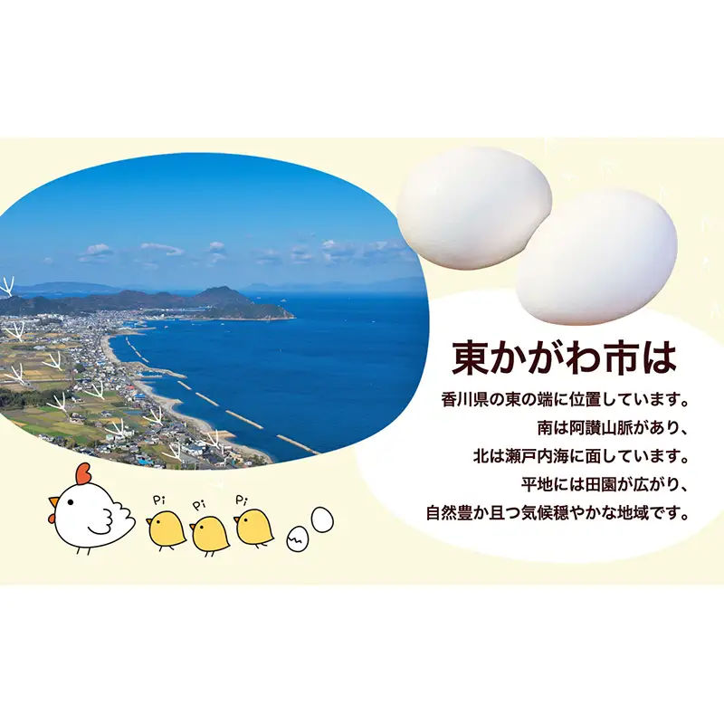 東かがわ市のたまご「鶏卵Mサイズ（10個×5P）」割れ保障1p含む 3ヵ月定期便 たまご 卵 鶏卵 3回 定期便