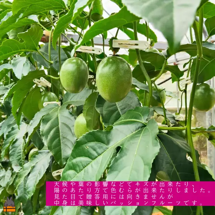 ≪今が旬！≫ 　徳之島 たいぼ農園さんのご家庭用パッションフルーツ（2㎏） フルーツ 果物
