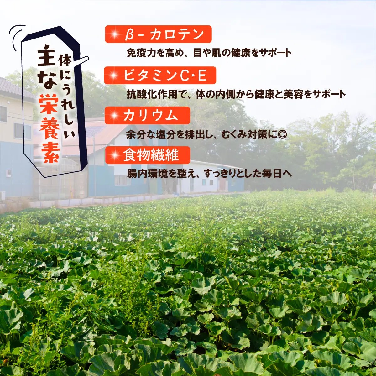 かぼちゃ くり大将 約10kg (5～6玉) カボチャ