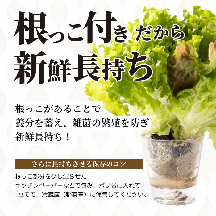 野菜 セット レタス3種 ハーブ2～3種 詰め合わせ サラダ やさい クレソン ルッコラ パセリ バジル ヘルシー 水耕栽培 アクアポニックス 根付き 新鮮 広島県 三原市 245001