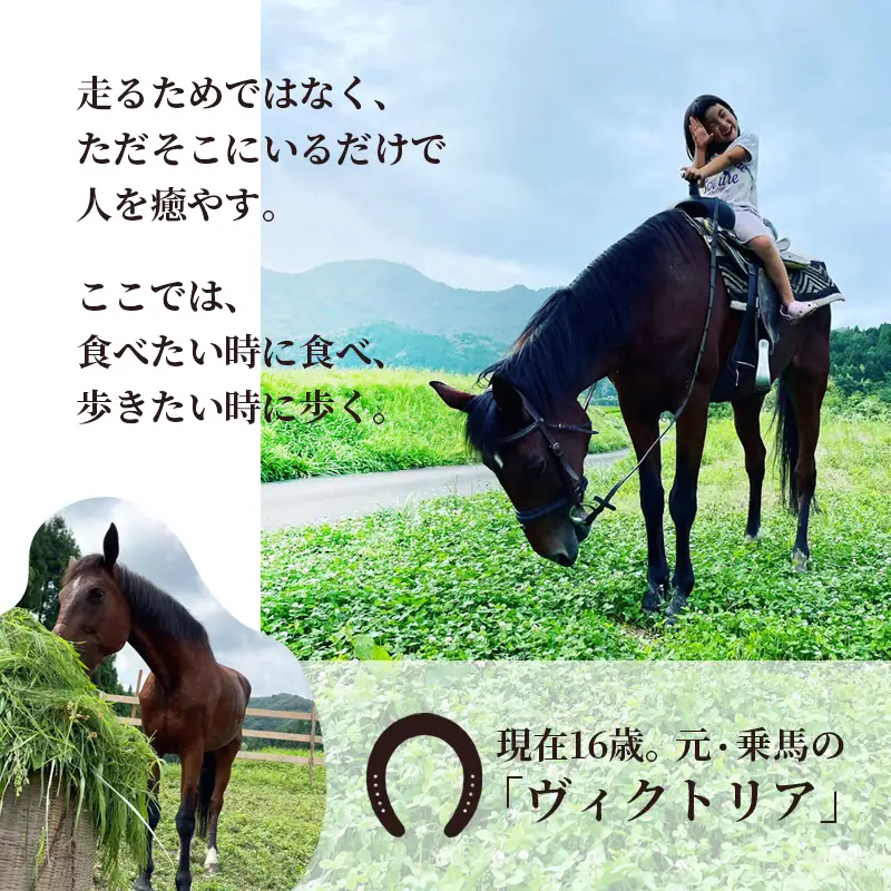 引退馬 飼育支援：寄付金額5,000円（返礼品なし）