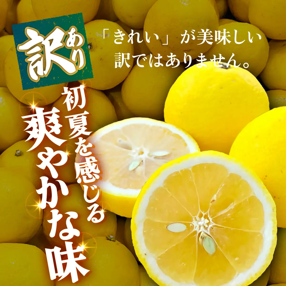 ＜【訳あり】愛媛県産 ニューサマーオレンジ 約1.5kg＞『2027年4月上旬～5月中旬迄順次発送予定』 わけあり 訳アリ ジューシー 日向夏 みかん 蜜柑 果物 くだもの フルーツ ミカン 果汁 国産 特産品 株式会社三代目みかん職人 愛媛 西予市【冷蔵】OSM0014
