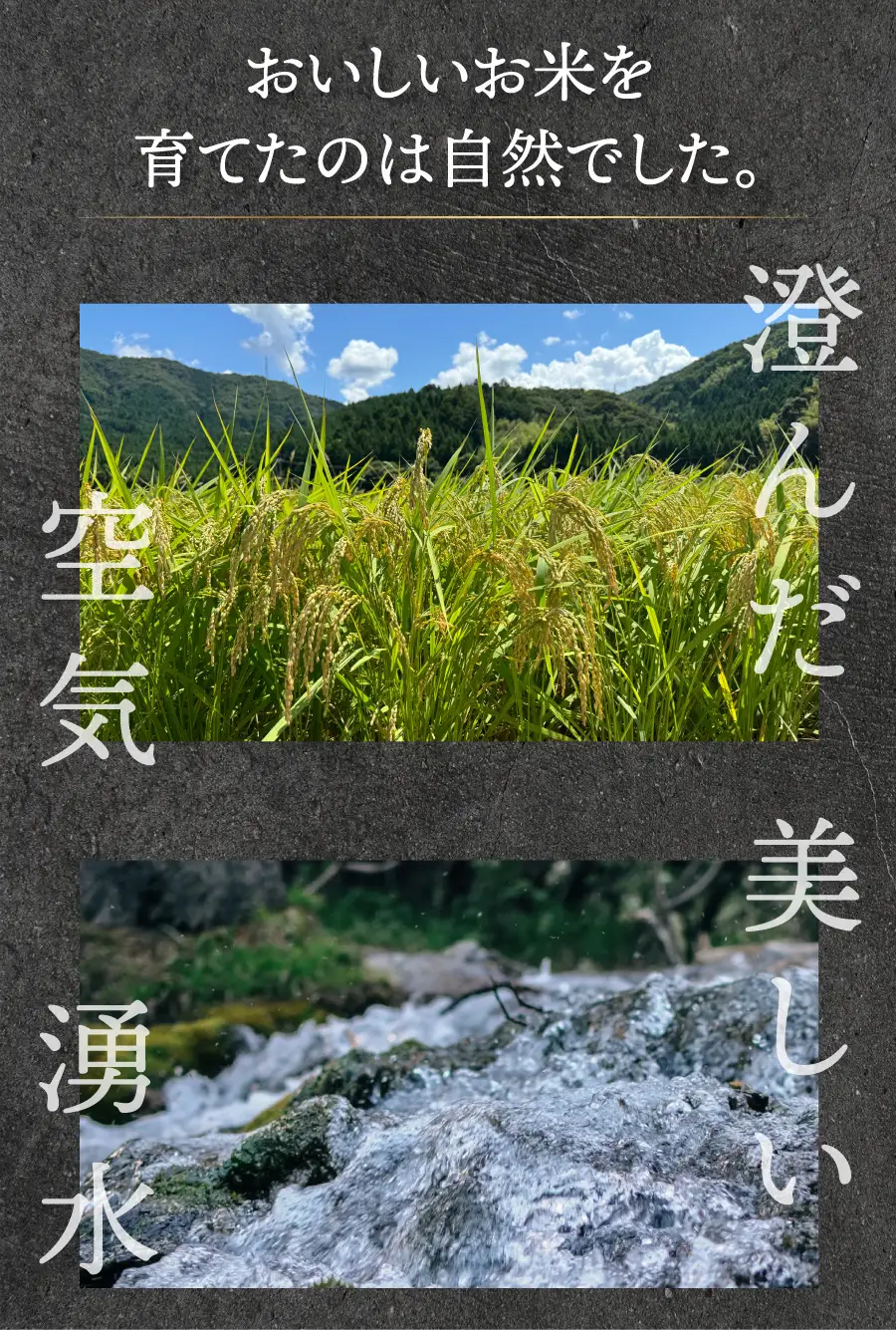 【定期便12回】コシヒカリ 無洗米 20kg（10kg×2）令和7年産 [095-t12-a215]