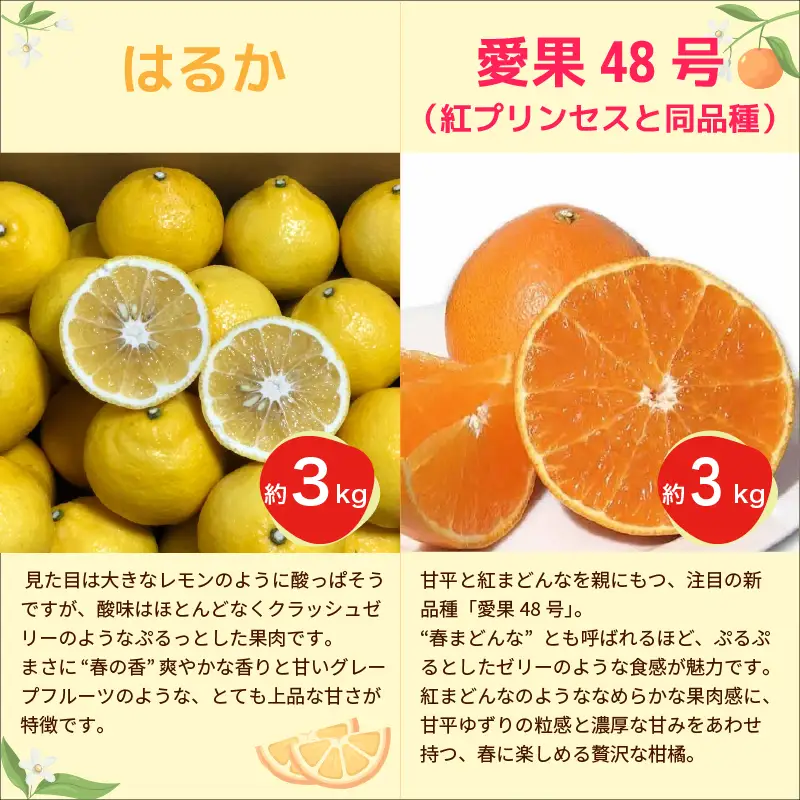 柑橘 定期便 【全4回】 愛媛柑橘定期便 【2026年11月下旬頃順次発送】 | あいか いよかん はるか みかん 紅まどんな と同品種 紅プリンセス と同品種 定期便 お楽しみ 旬 フルーツ 果物 定期便 果物 愛媛県 松山市【HMN019】