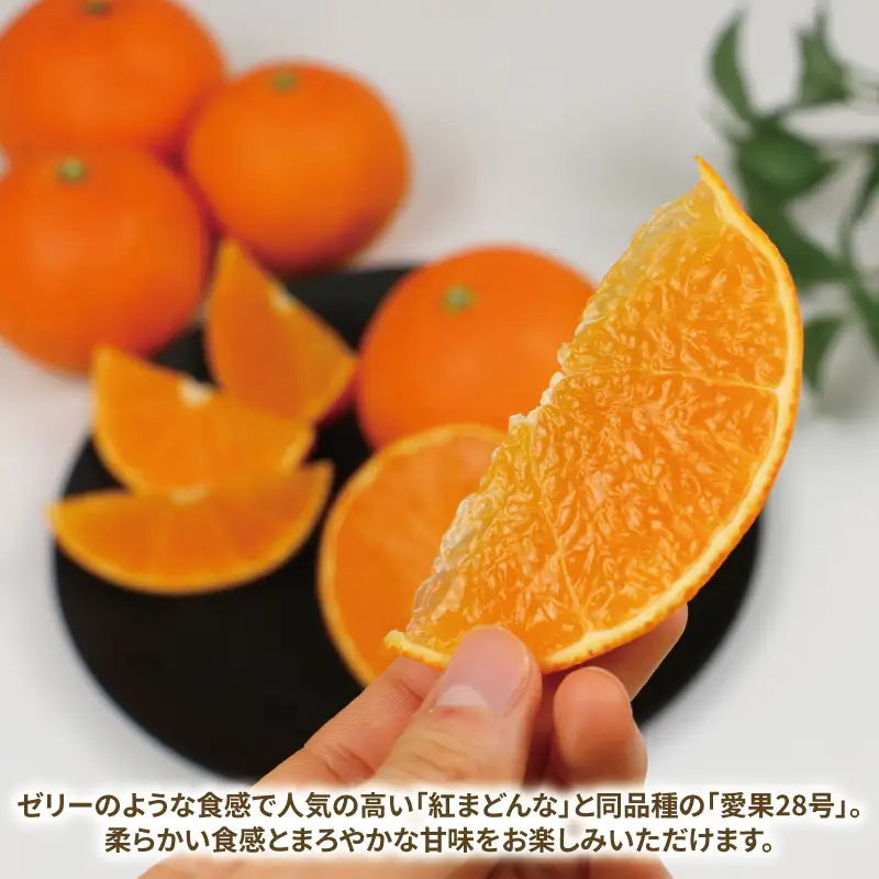 【紅まどんなと同品種】 愛果28号 訳あり 3kg 玉津柑橘倶楽部 先行予約 まどんな B008-072053