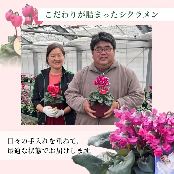 《予約品》シクラメン インディカ 色：レッド 農林水産大臣賞受賞歴あり 愛知県産 シクラメン ５号鉢  花  プレゼント 贈り物 鉢花 鉢 ガーデン ガーデニング 愛知県産 クリスマス  -273
