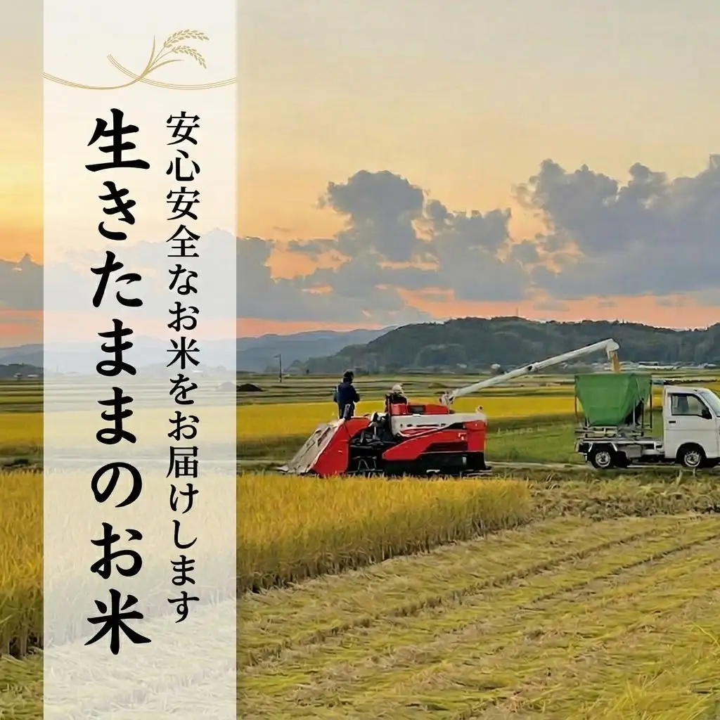 【先行予約】 新米 【12回定期便】 令和8年度 ミルキークイーン 玄米 10キロ
