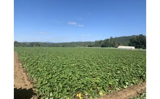 【先行予約】大分県が誇る高糖度さつまいも「甘太くん」5kg