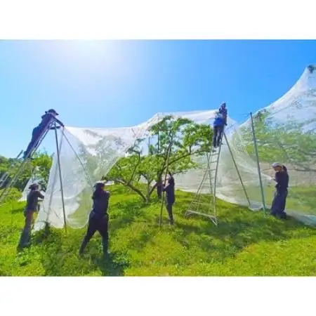 【2027年発送】岡山県産 極甘・樹熟し白桃 5-8玉(約2kg) 化粧箱入り【配送不可地域：離島】【1740177】