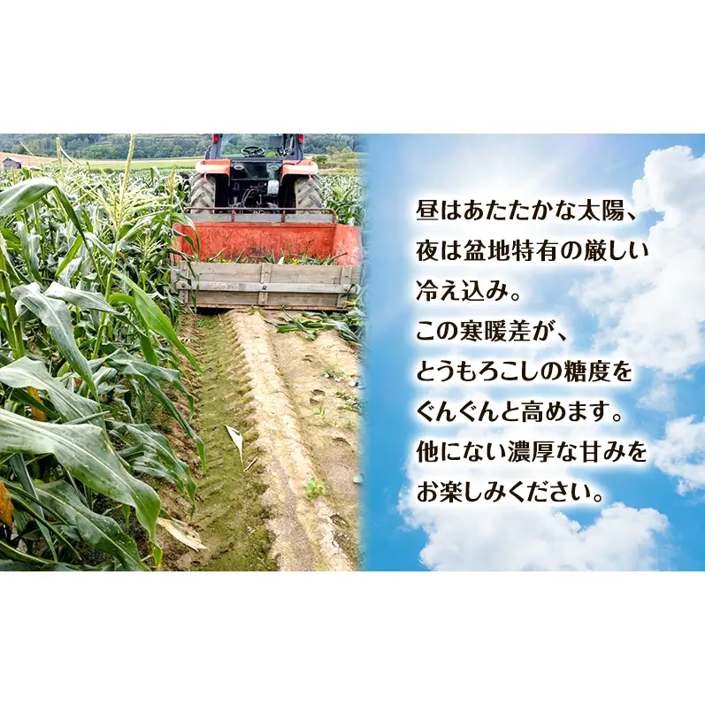 【2026年夏出荷】富良野産 とうもろこし ゆめのコーン 5本 L～LLサイズ 野菜 新鮮 直送 コーン とうきび 道産 北海道 幕田農園