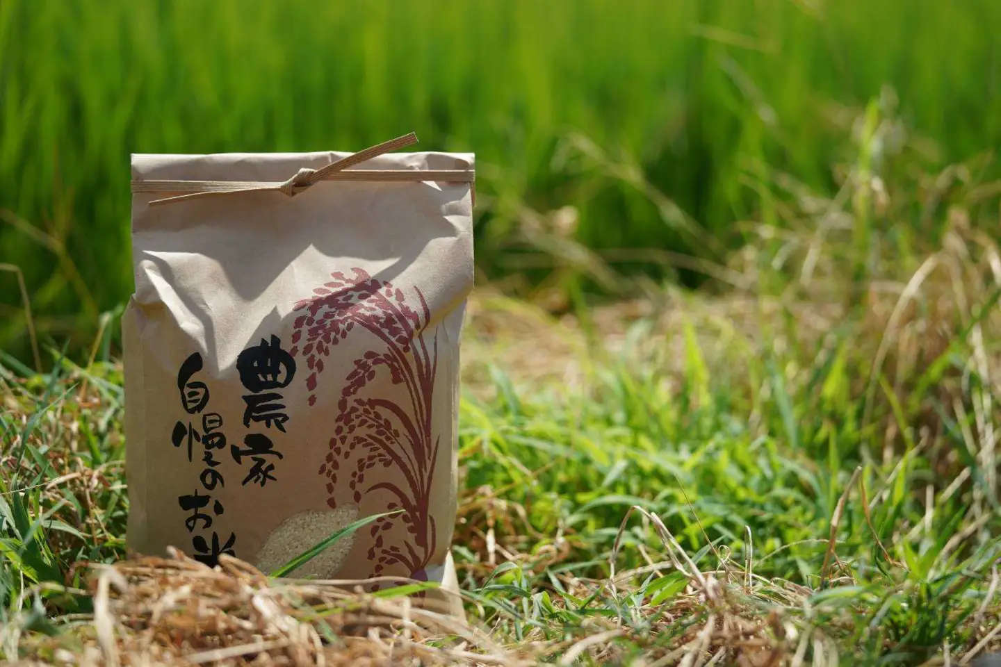 【期間限定】令和7年産 米 ひとめぼれ 10kg 