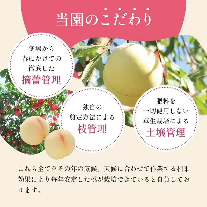 桃 2026年 先行予約 8月の旬な 白桃 をお届け！3玉 約900g 糖度センサー選果 糖度12度以上 もも モモ 岡山県 赤磐市産 国産 フルーツ 果物 ギフト あみかフルーツ