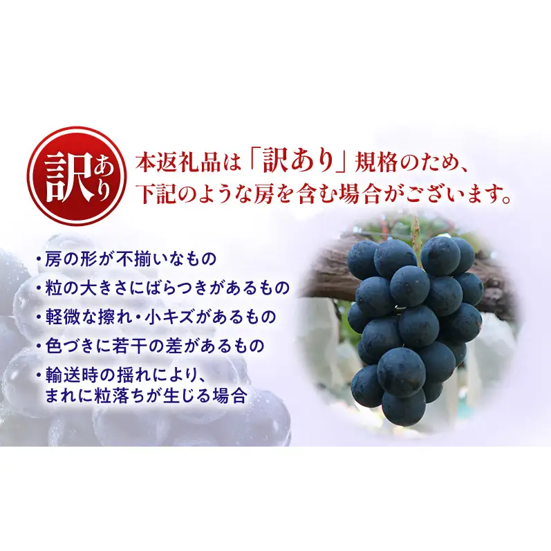【★先行予約】【訳あり】長野県産ナガノパープル 約400～500g×2房 見た目にワケあり 味はそのまま 一粒が大きい 果物 旬のフルーツ 長野県 上田 信州