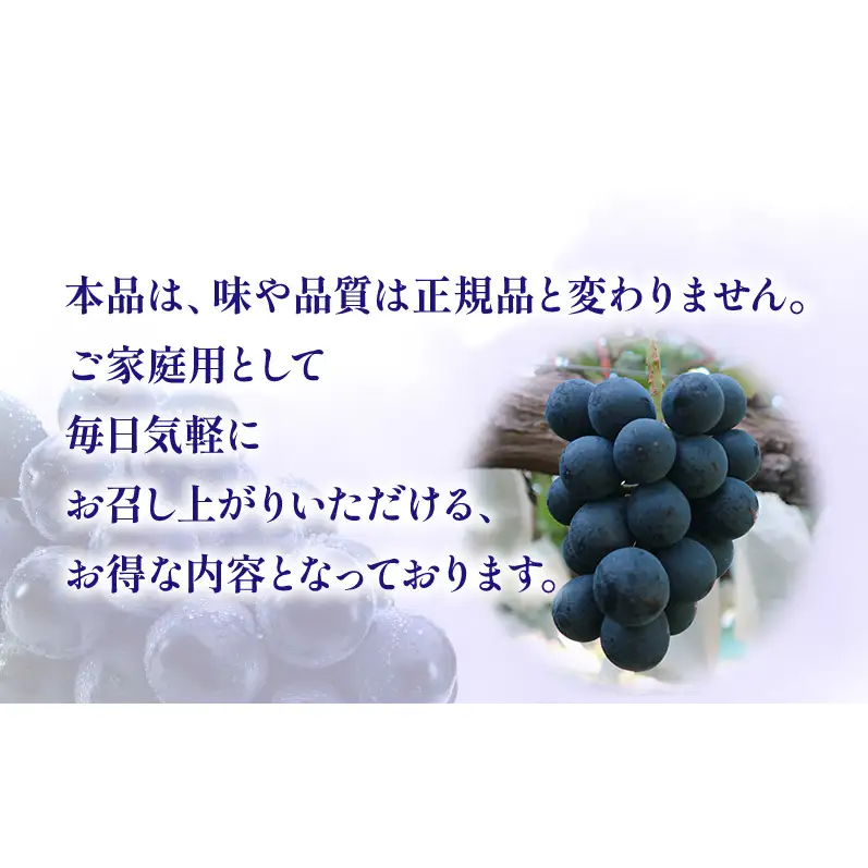 【★先行予約】【訳あり】長野県産ナガノパープル 約400～500g×4房 見た目にワケあり 味はそのまま 一粒が大きい 果物 旬のフルーツ 長野県 上田 信州