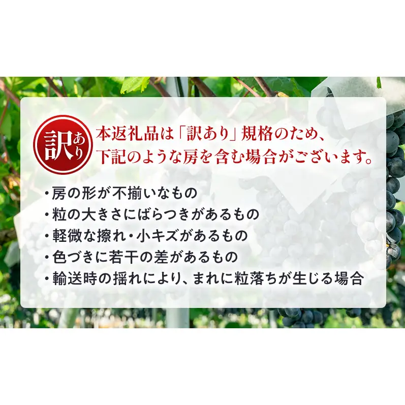 【★先行予約】【訳あり】長野県産巨峰 約300g×3房 見た目にワケあり 味はそのまま ぶどう ブドウ 果物 旬のフルーツ 長野県 上田 信州