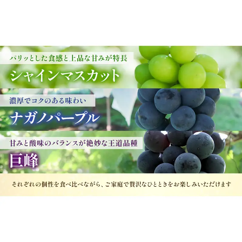 【★先行予約】【訳あり】長野県産 ぶどう3種食べ比べセット（シャインマスカット・ナガノパープル・巨峰）合計約1.1kg 見た目にワケあり 味はそのまま 旬のフルーツ 長野県 上田 信州