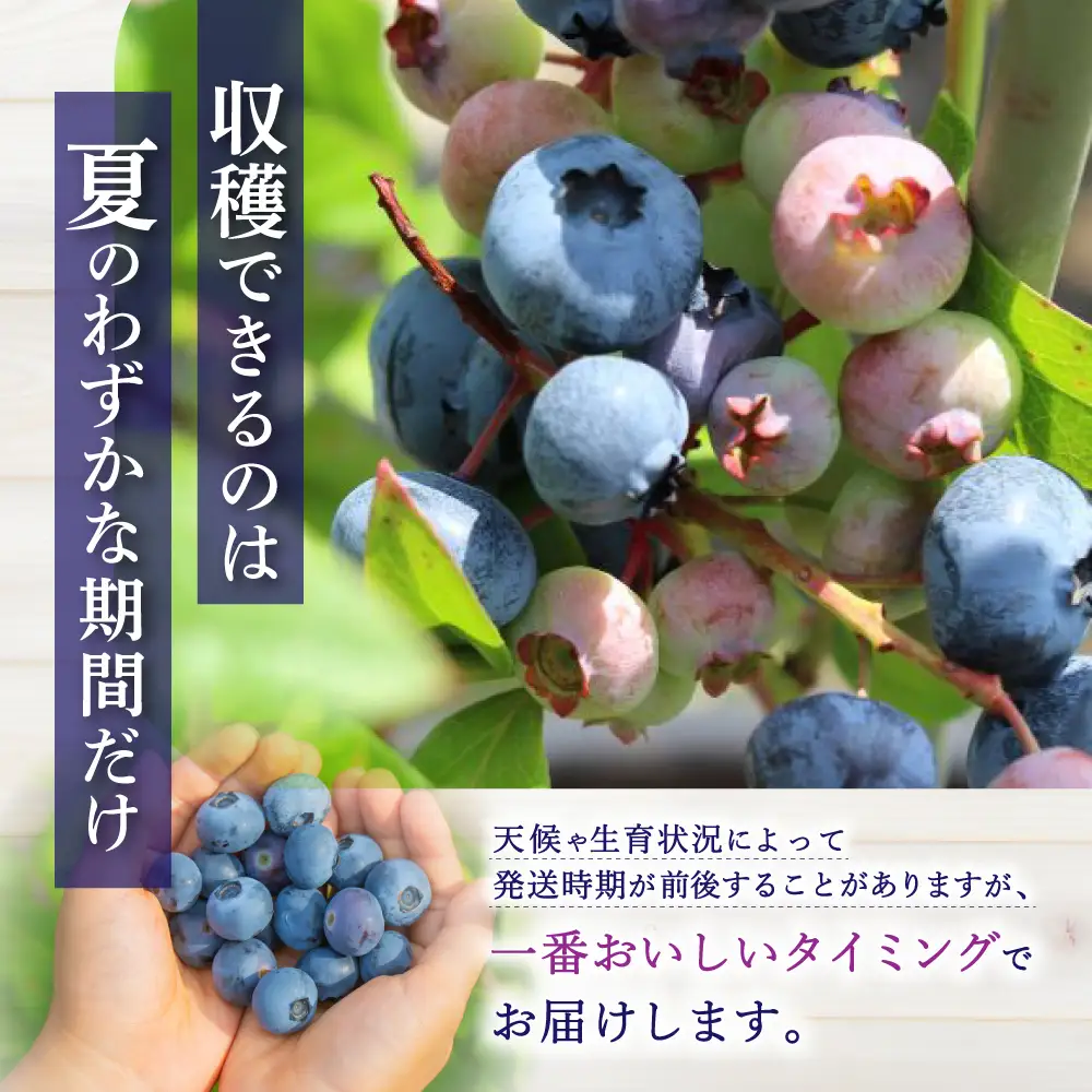 【先行予約】生ブルーベリー 約1kg(500g×2) フルーツ 果物 ベリー 【kbkb001-01】