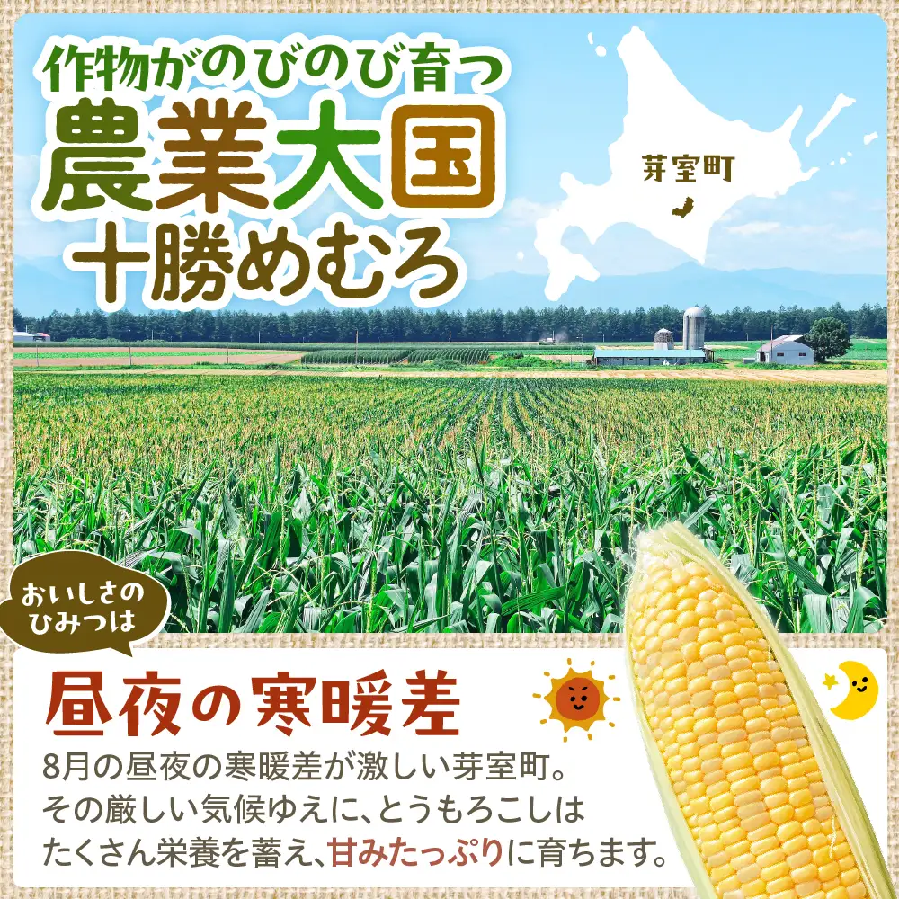 とうもろこし 北海道十勝芽室町 とうもろこし 13本 スイートコーン