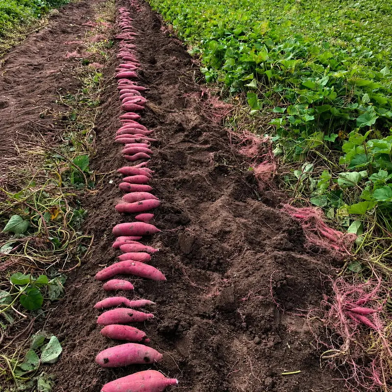 【10月下旬より発送】 平泉町産 紅はるか さつまいも 2kg / サツマイモ 芋 野菜 やさい 甘い 濃厚 美味しい【ipo004】