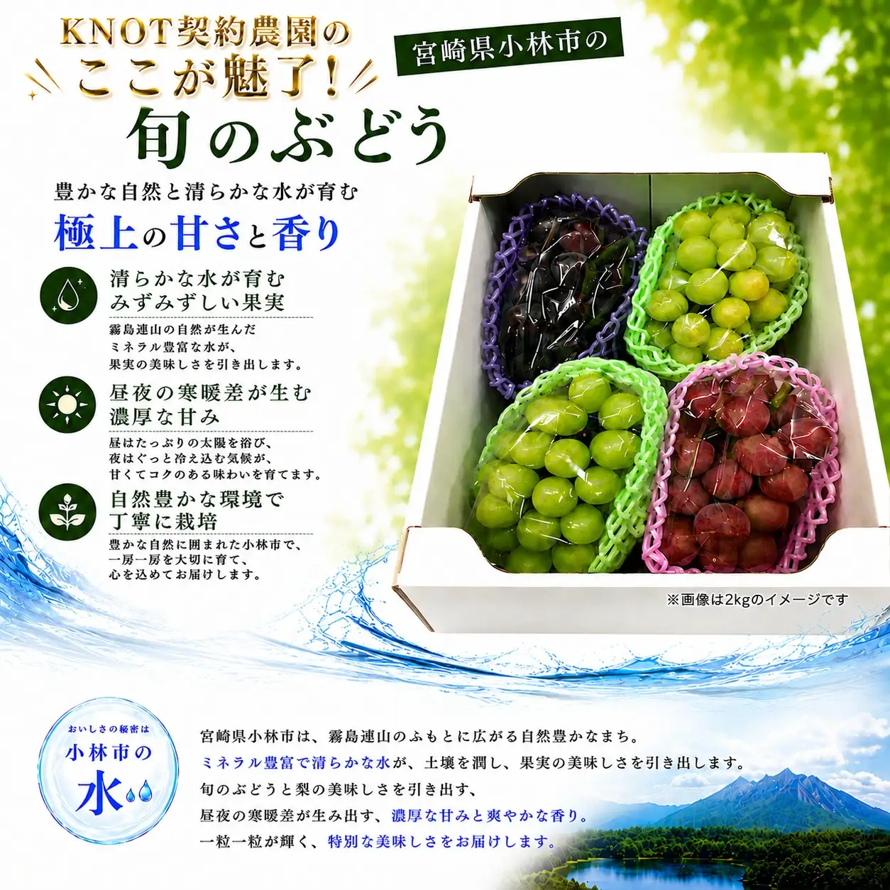 完熟たわわシャインマスカットと旬ぶどうセット2kg（3～5房）（フルーツ ぶどう シャインマスカット 贈答用 産地直送 契約農場 おすすめ ふるさと 宮崎)