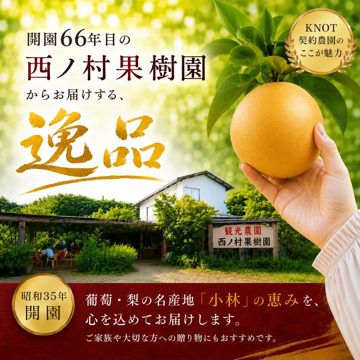旬のもぎたて梨3kg（フルーツ 梨 贈答用 産地直送 契約農場 おすすめ ふるさと 宮崎)