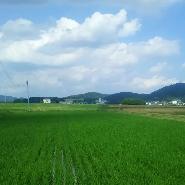 ＼スピード出荷／ 令和7年産 茨城県 桜川市産 こしひかり10kg（5kg×2袋） スピード 最短 7日 すぐ届く すぐ発送 スピード発送 早い 米 お米 白米 コメ ごはん 精米 コシヒカリ 国産 限定 銘柄米 [SC050sa-sp]