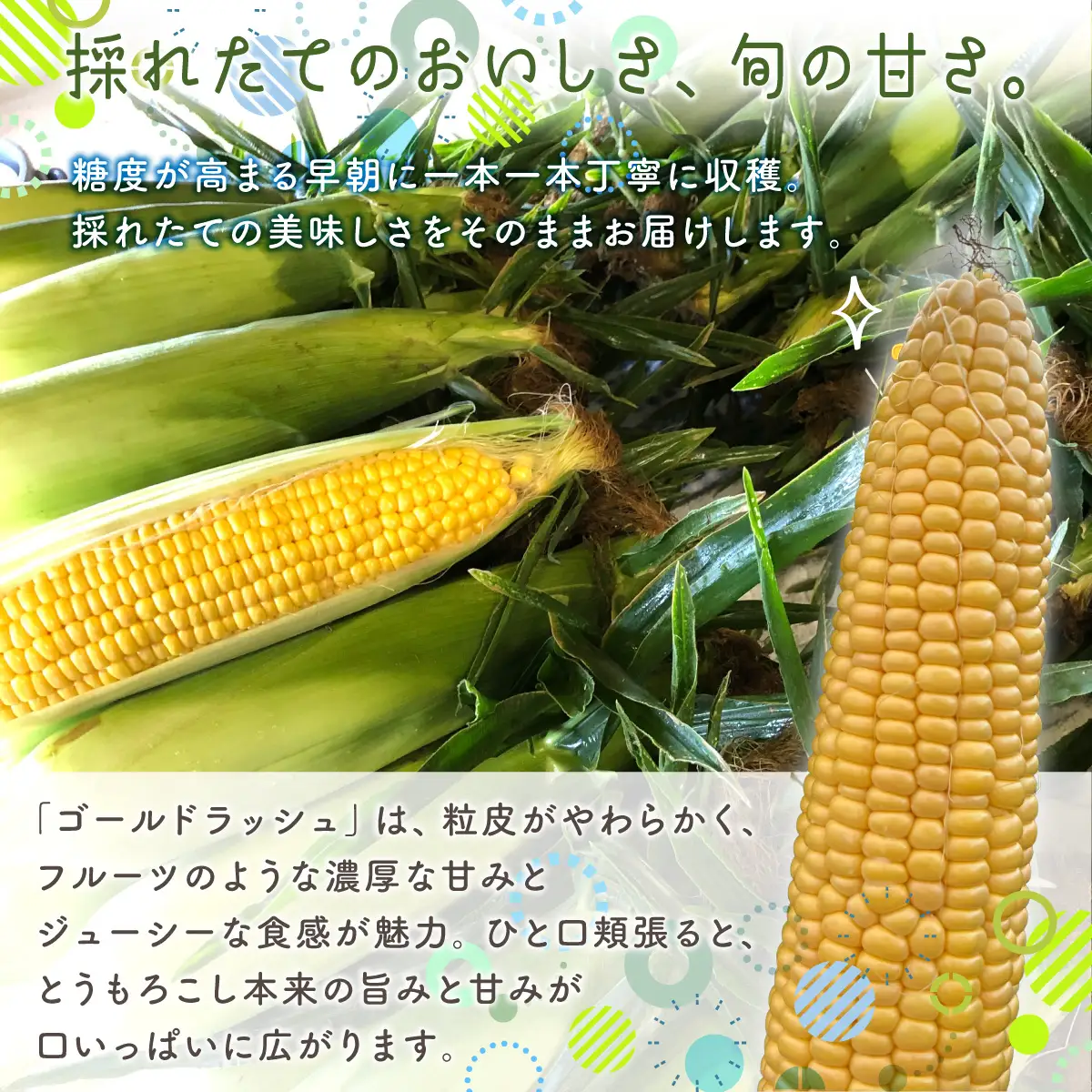 【先行予約】とうもろこし ゴールドラッシュ（2026年8月上旬頃より順次発送） ABCA001